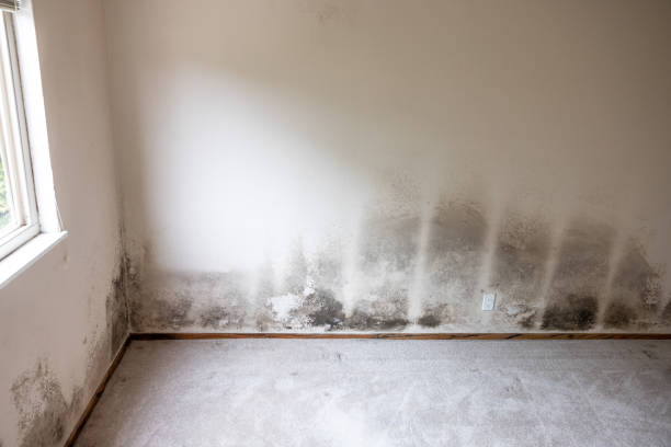 Forensic Mold Investigation in Logan Elm Village, OH